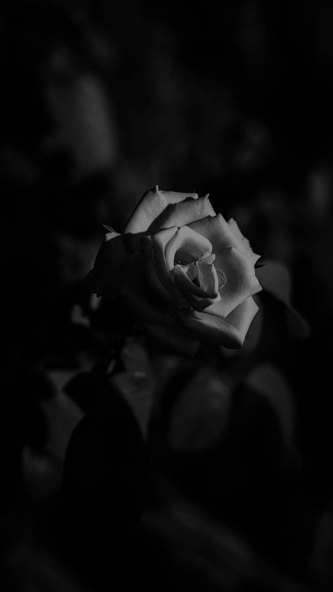 Black Rose iPhone Wallpaper