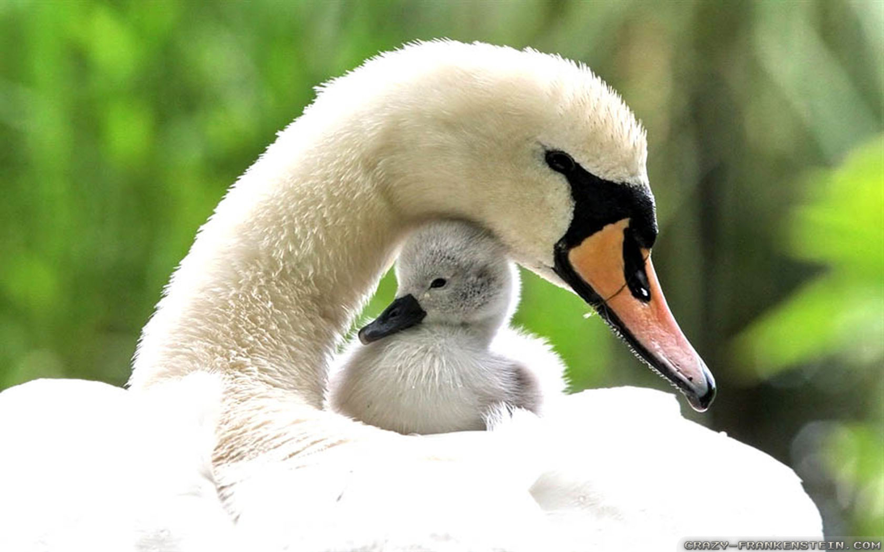 Free download Desktop Wallpapers Baby Swan Spring Animals Wallpapers