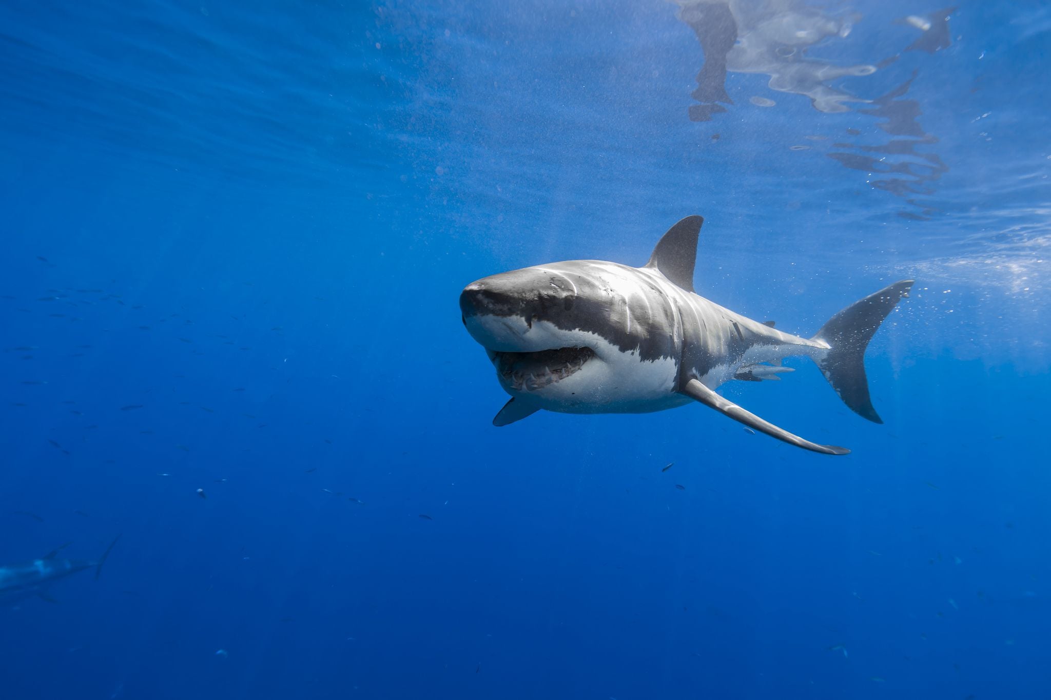 Great White Shark HD wallpapers High Quality 2048x1365