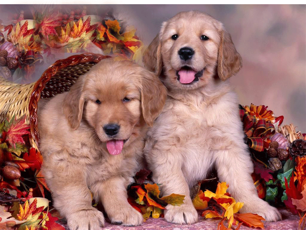 Cute Thanksgiving Wallpaper Pictures