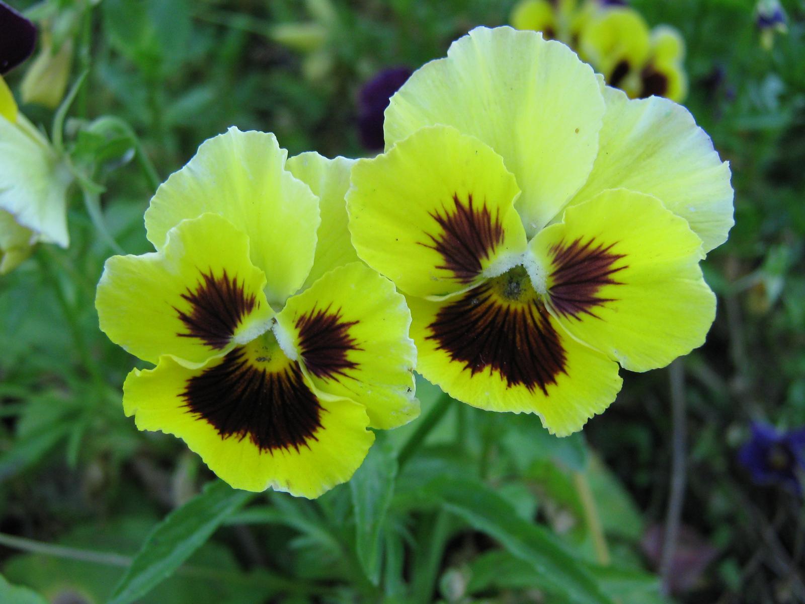 Pansy Flower Wallpaper Wallpapers9