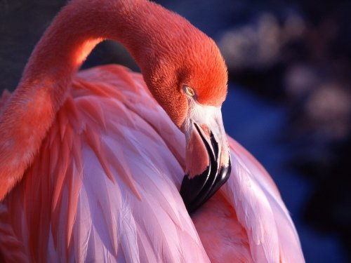 free pink flamingo wallpapers enjoy pink flamingo wallpapers for your