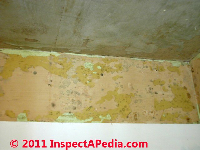 Mold On Wallpaper Drywall Hidden Behind