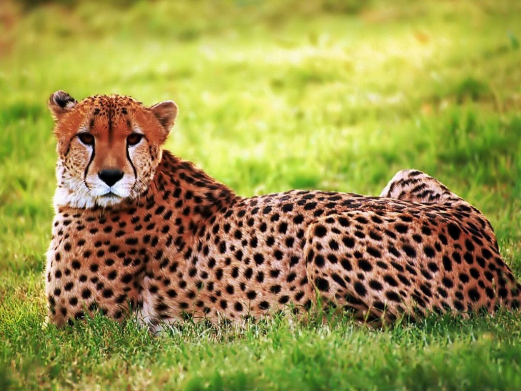 Cheetah HD Wallpaper Pictures Image Background Photos