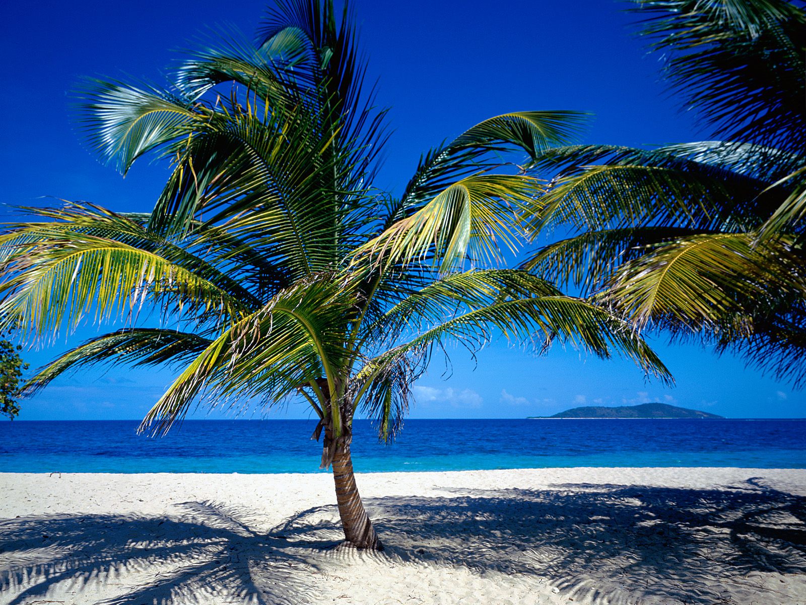 Low Palm Tree On The Beach Desktop Pc And Mac