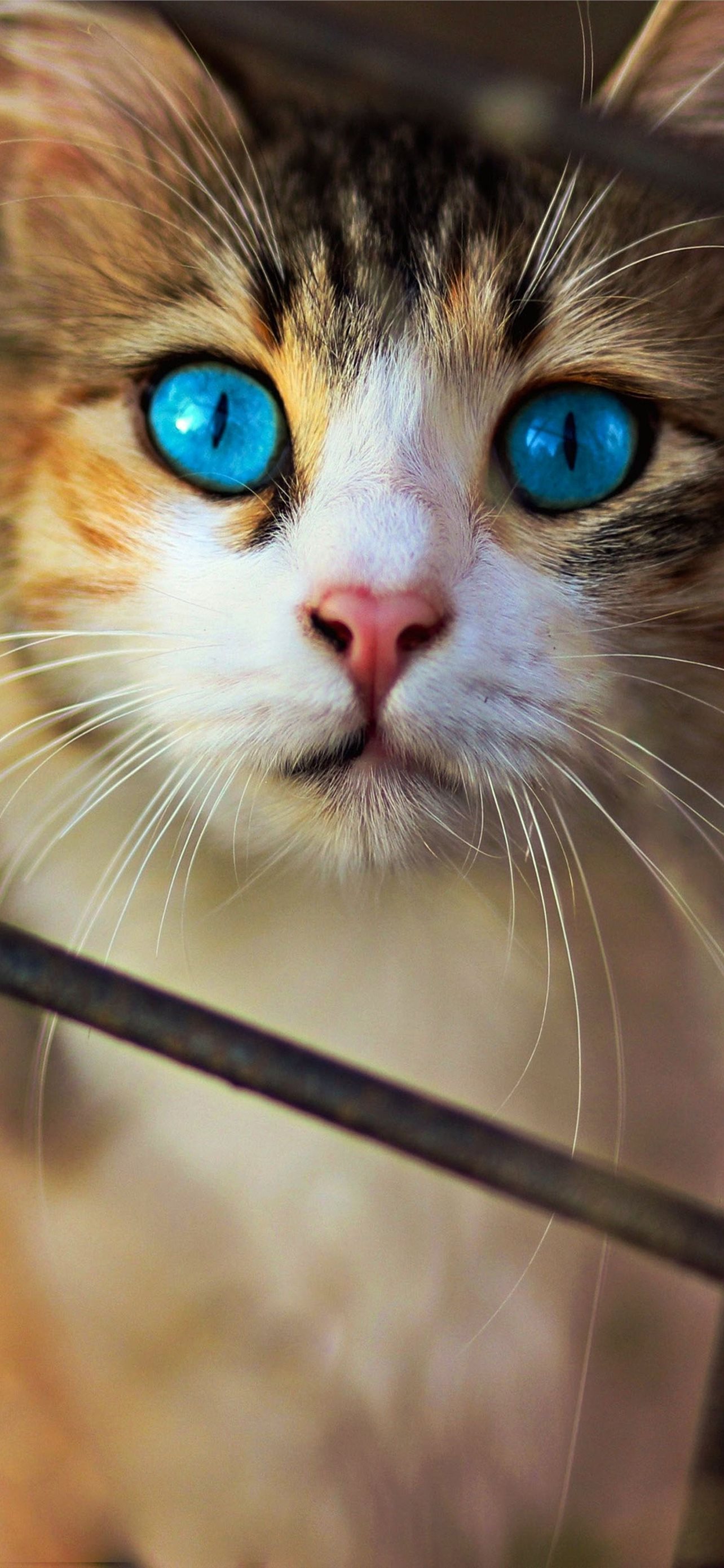 Cats iPhone Wallpaper