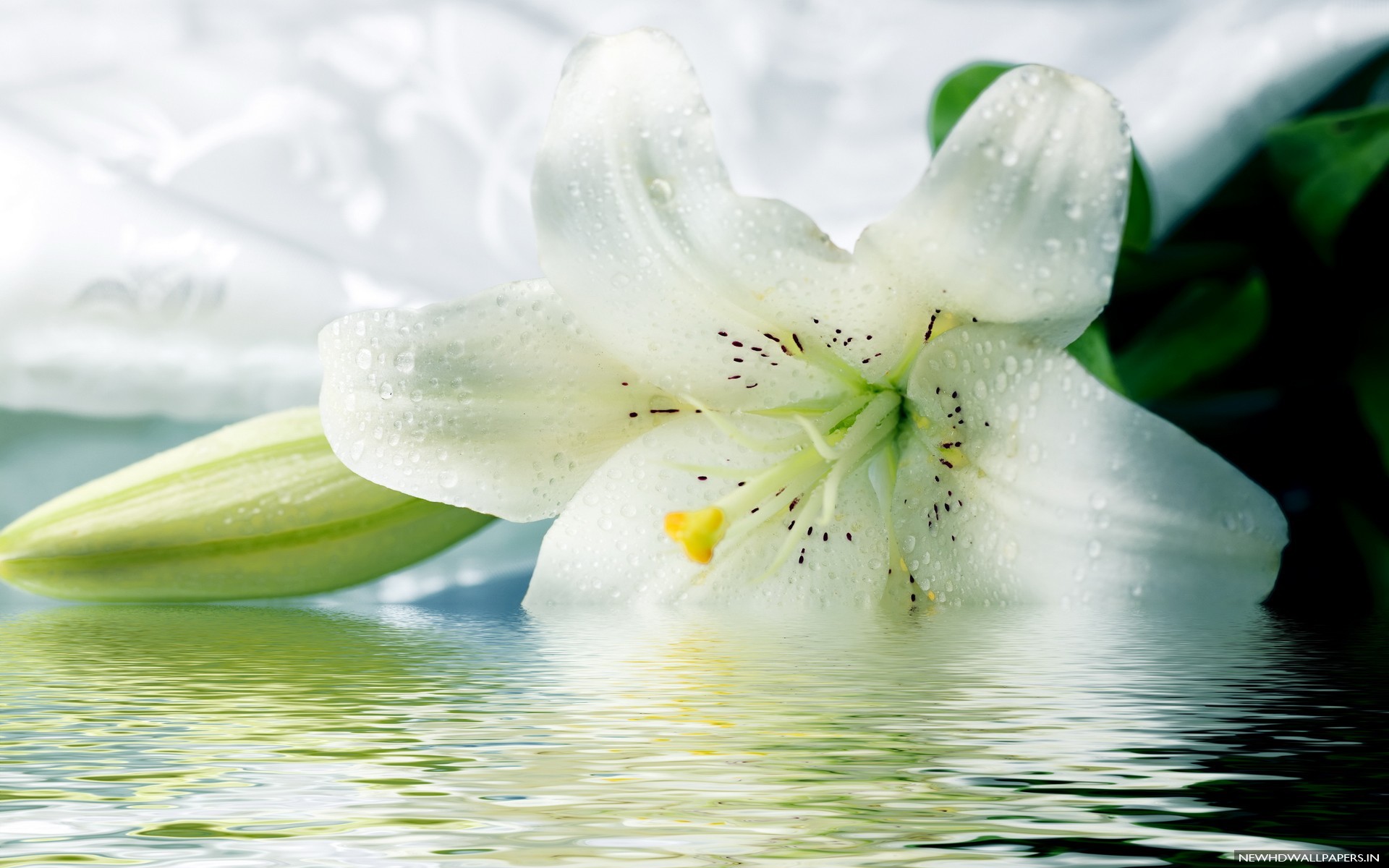 White Tiger Lily Flowers HD Wallpaper New