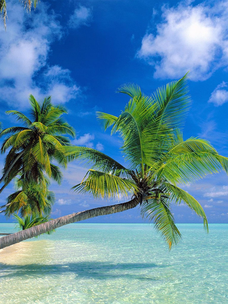 Nature Tropical Paradise At Maldives iPad iPhone HD