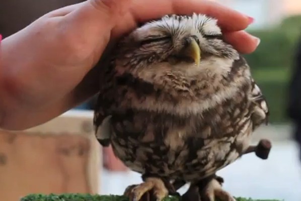 Cute Owl Fun Elf