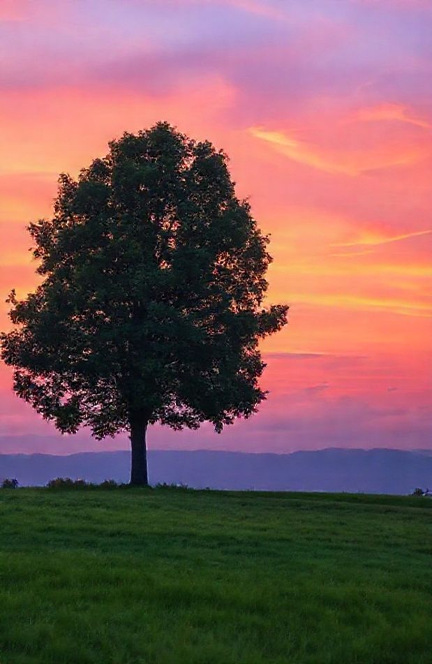 Tree Background Image