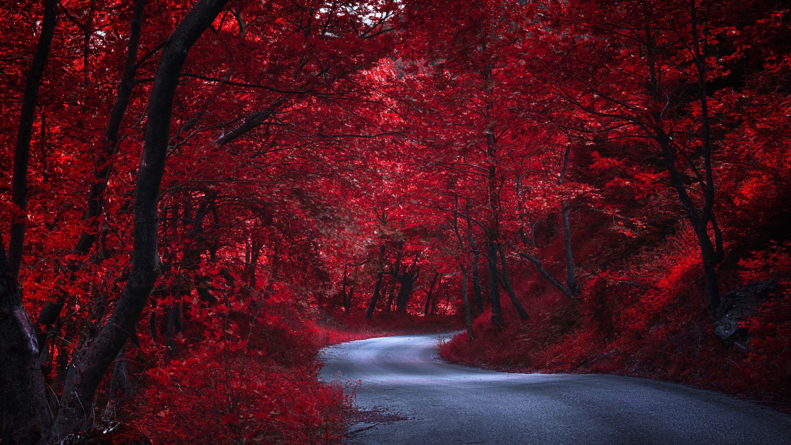 Red Nature Wallpaper