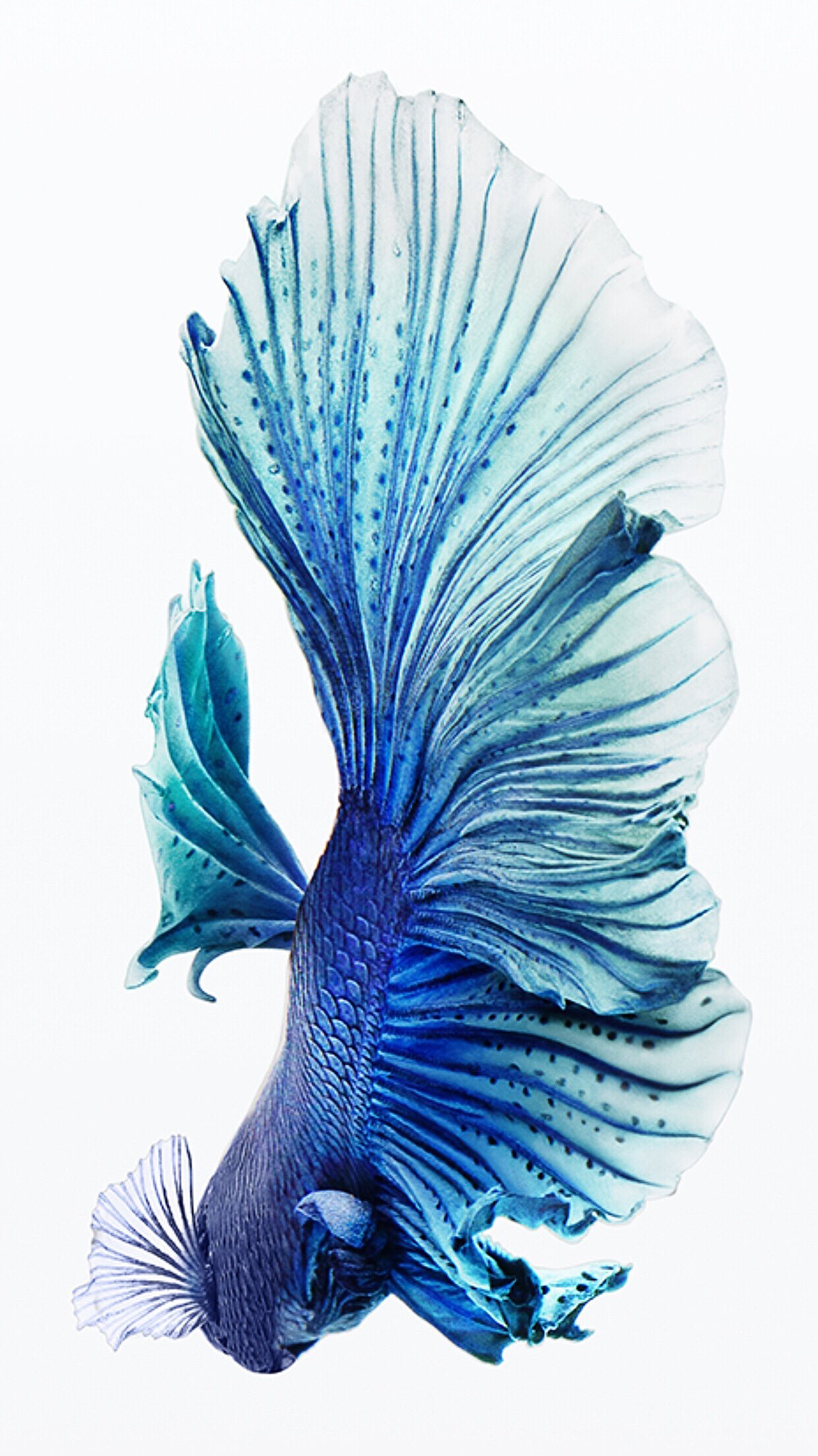 iPhone Fish Wallpaper
