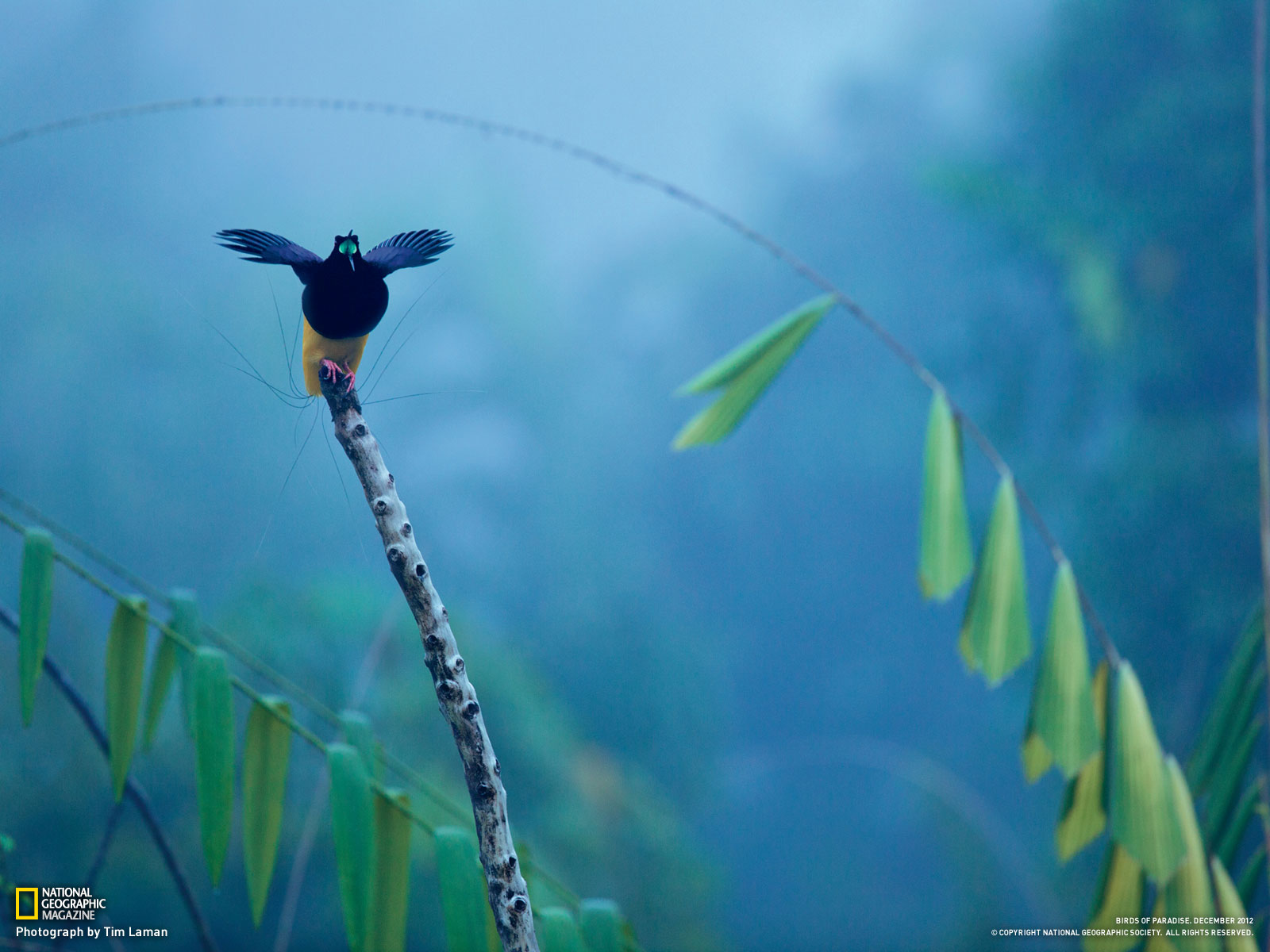 From Birds of Paradise National Geographic December 2012