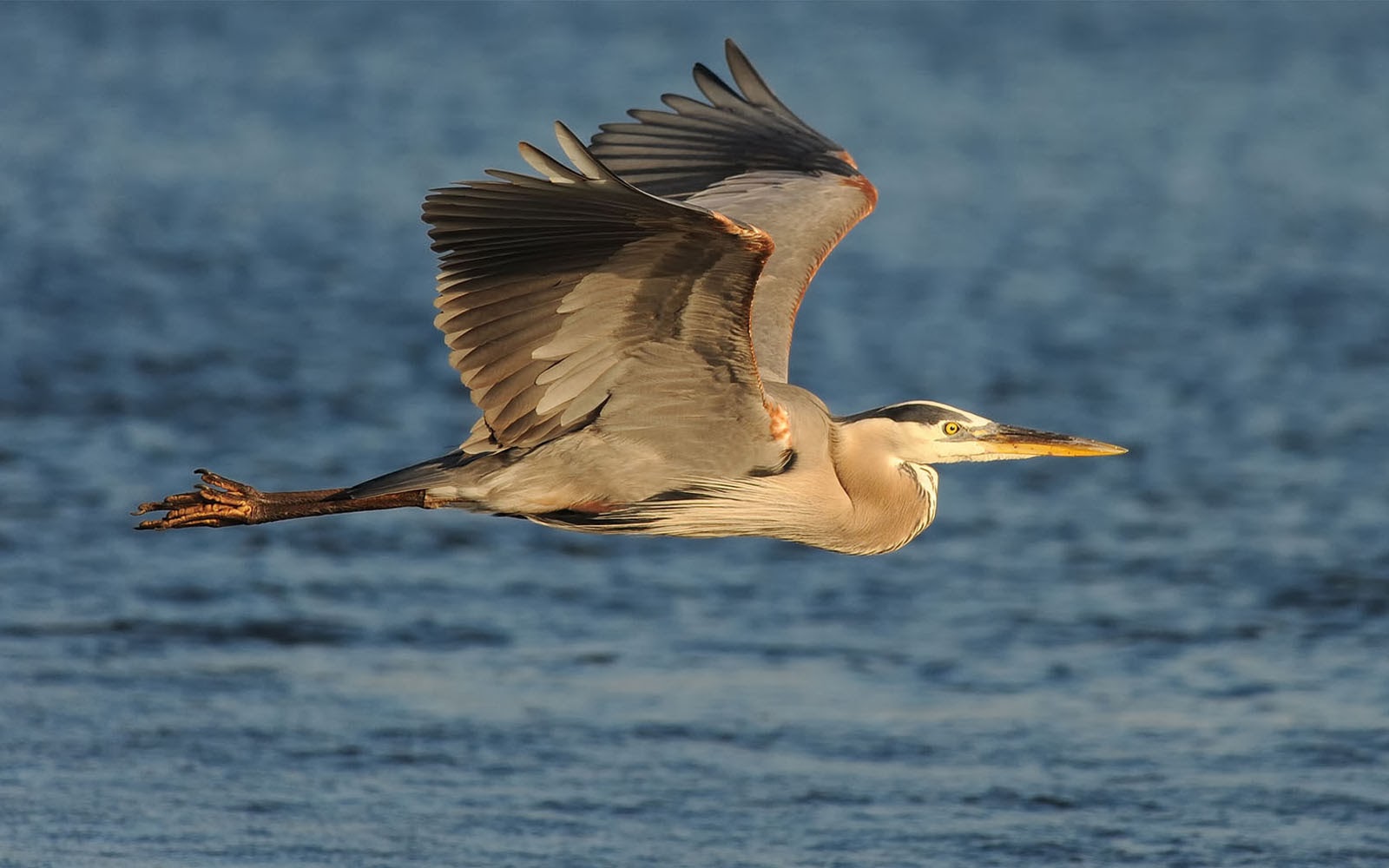 Clovisso Wallpaper Gallery Great Blue Heron Bird