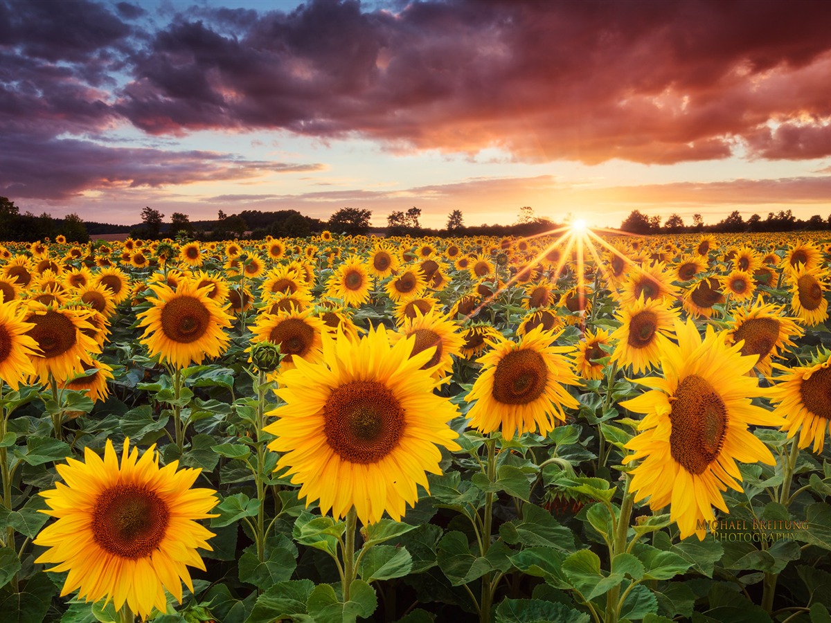 Sunflower Sunset Wallpaper HD
