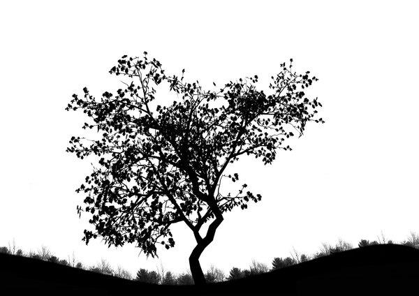 Tree silhouette Tree silhouette