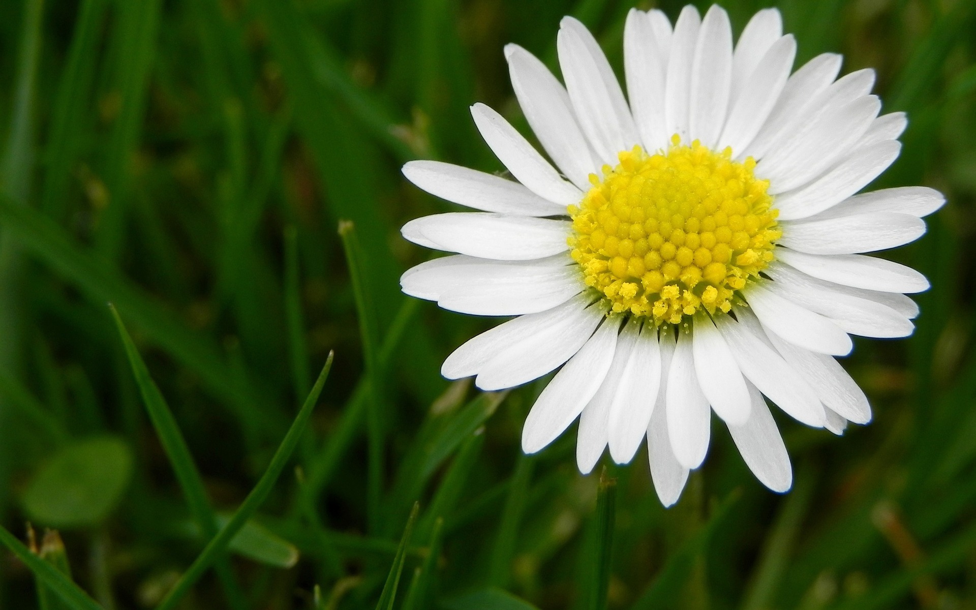 daisy flowers images and wallpapers Download