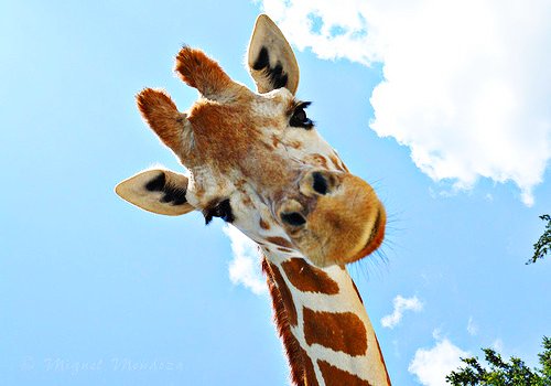Animal Cute Fun Giraffe Image On Favim