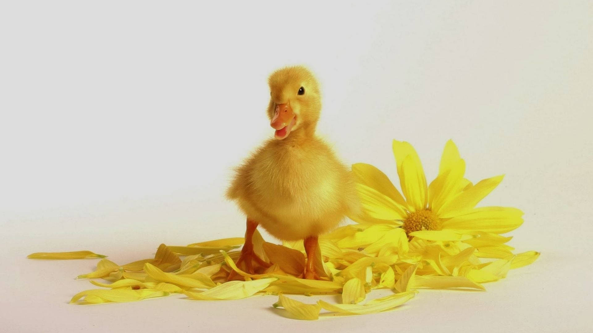 Baby Duck Background S Wallpaper