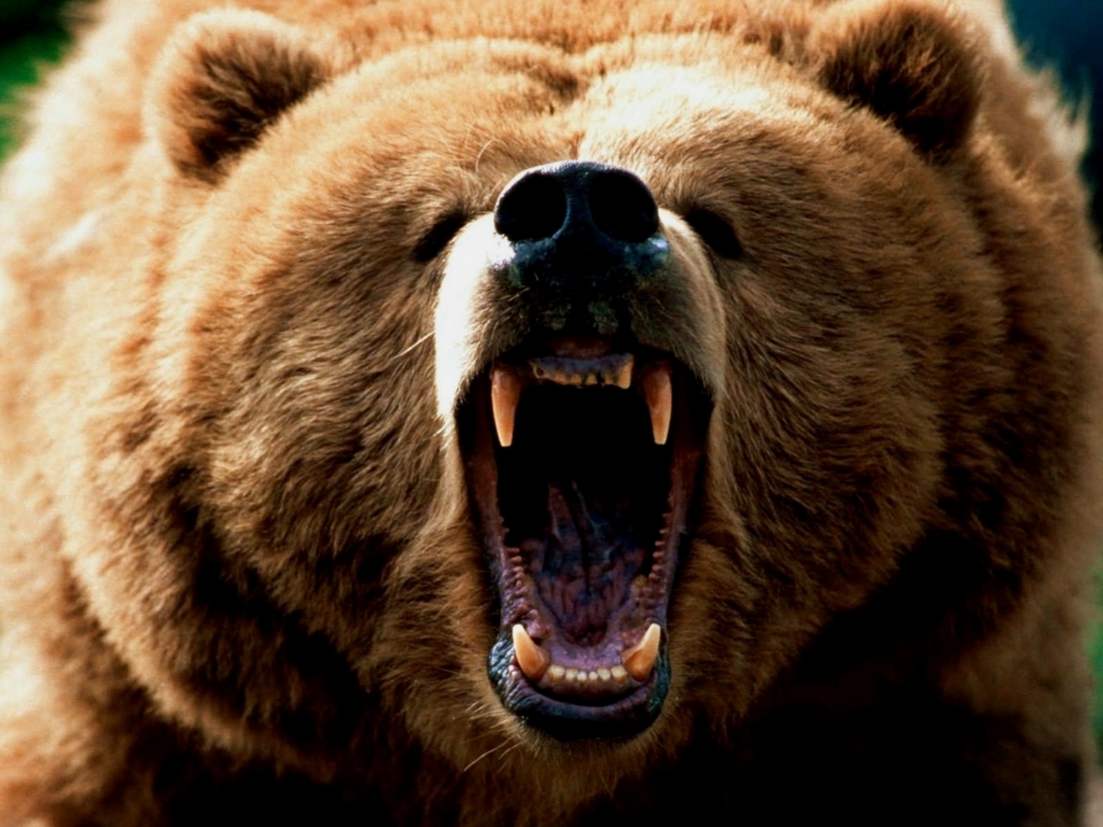 Grizzly Bears Wallpaper Bear