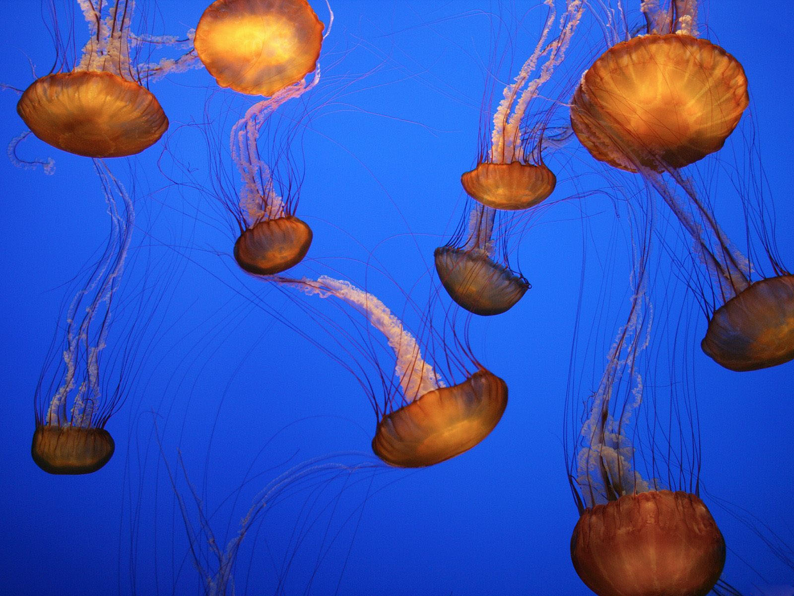 Best Wallpaper Jellyfish