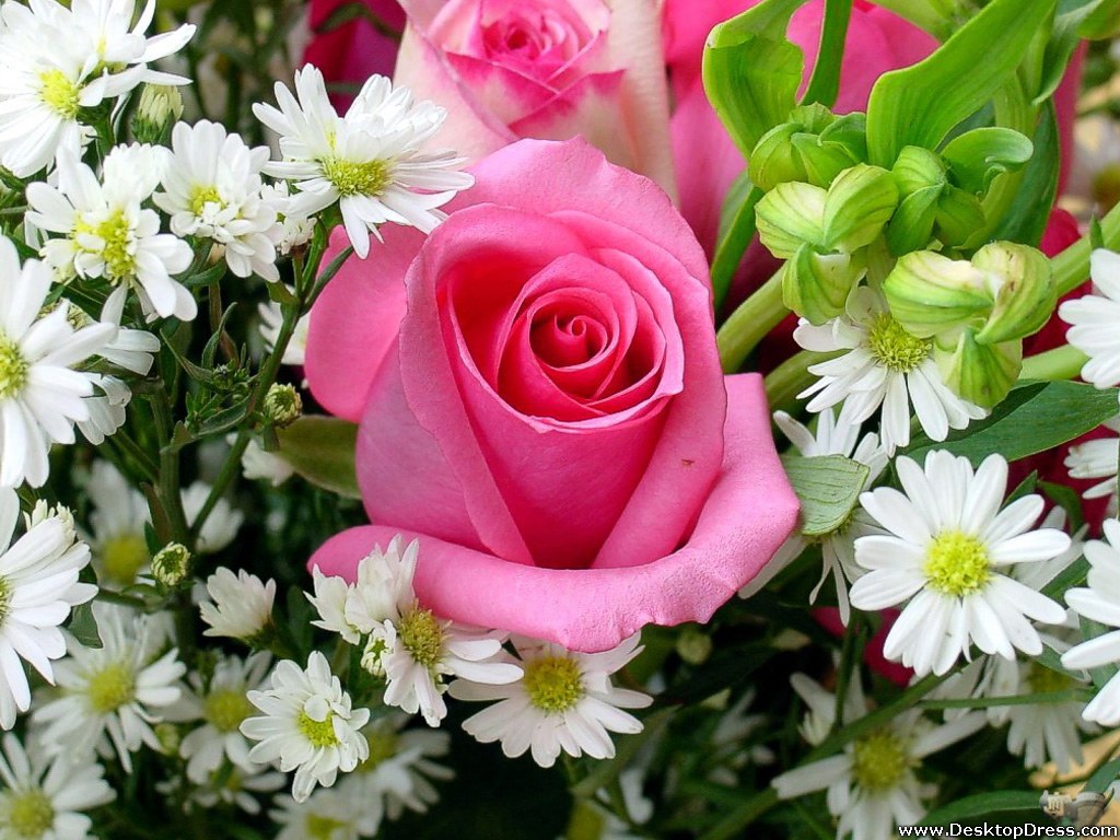 Desktop Wallpapers Flowers Backgrounds Beautiful Rose Margherite