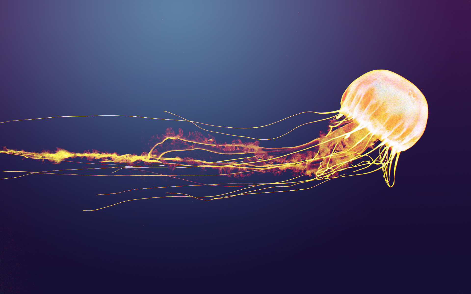 17+ Spaceman Jellyfish Live Wallpaper Pictures