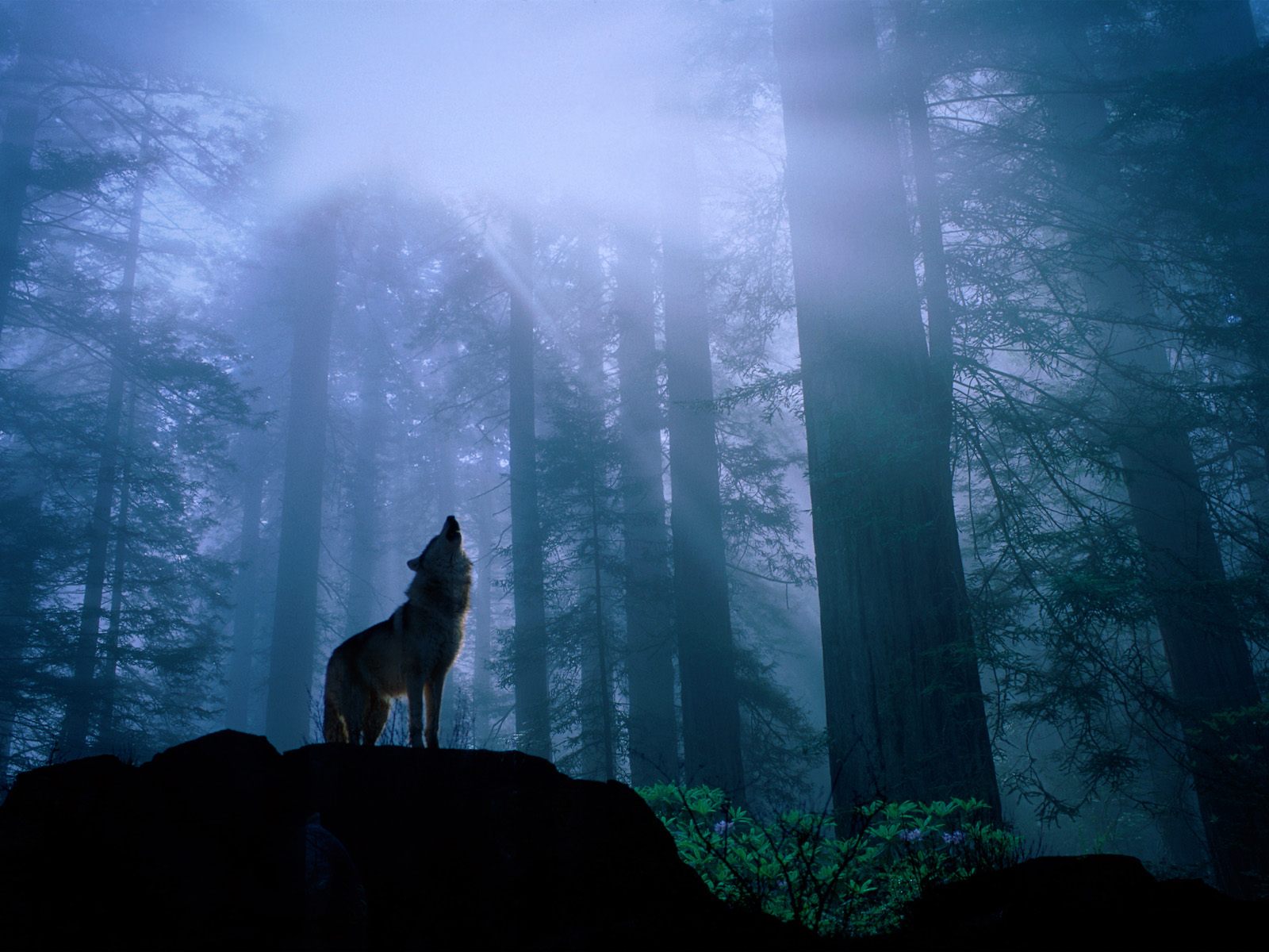 Wolf Wallpaper Desktop HD In Animals Imageci