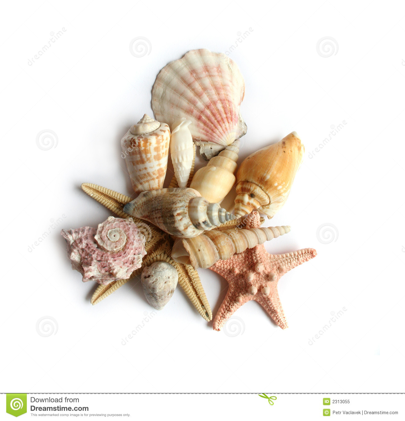 Pin White Sea Shell On Beach HD Desktop Wallpaper