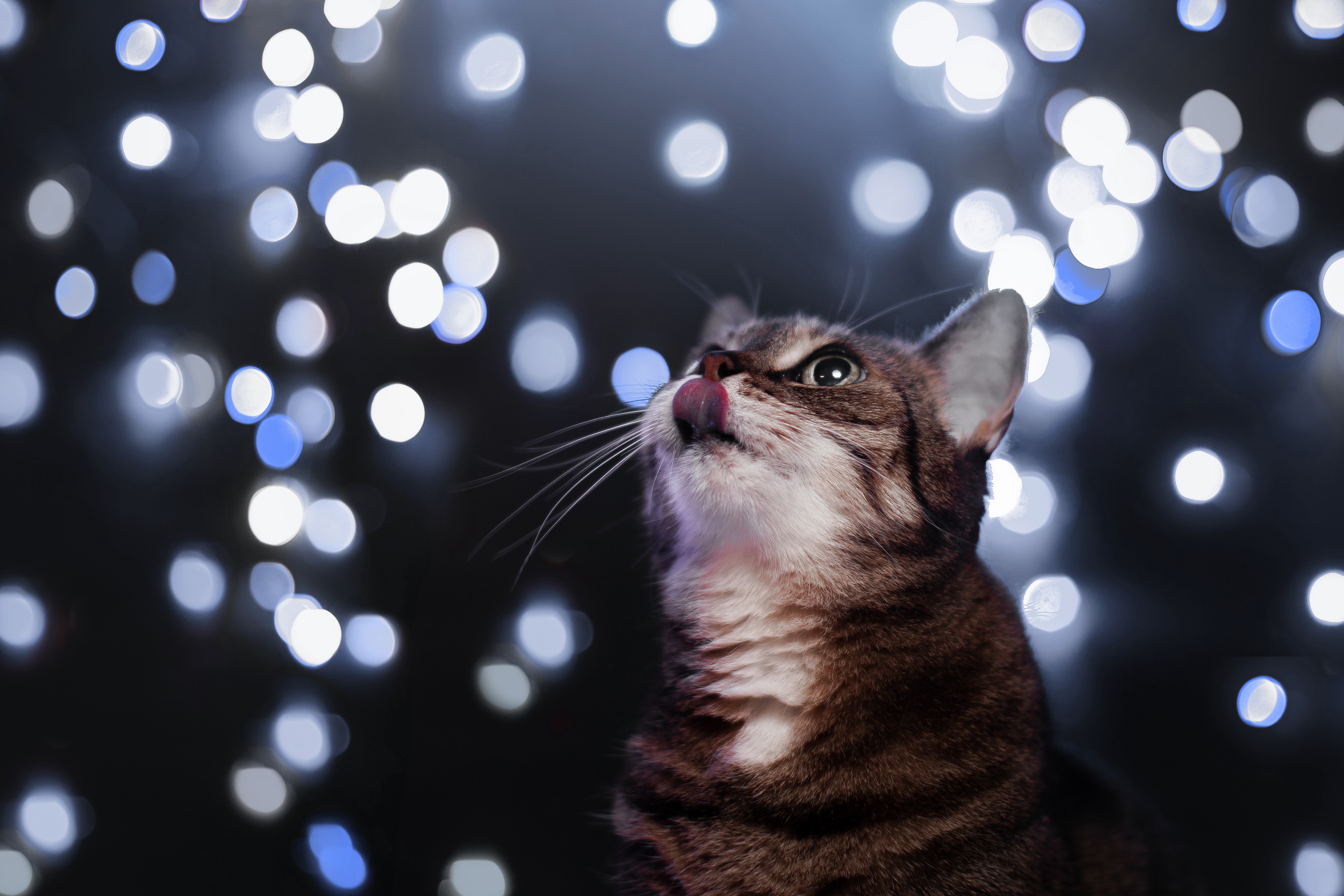 A cute tabby cat gazes upwards with its tongue out, against a backdrop of twinkling blue and white Christmas lights