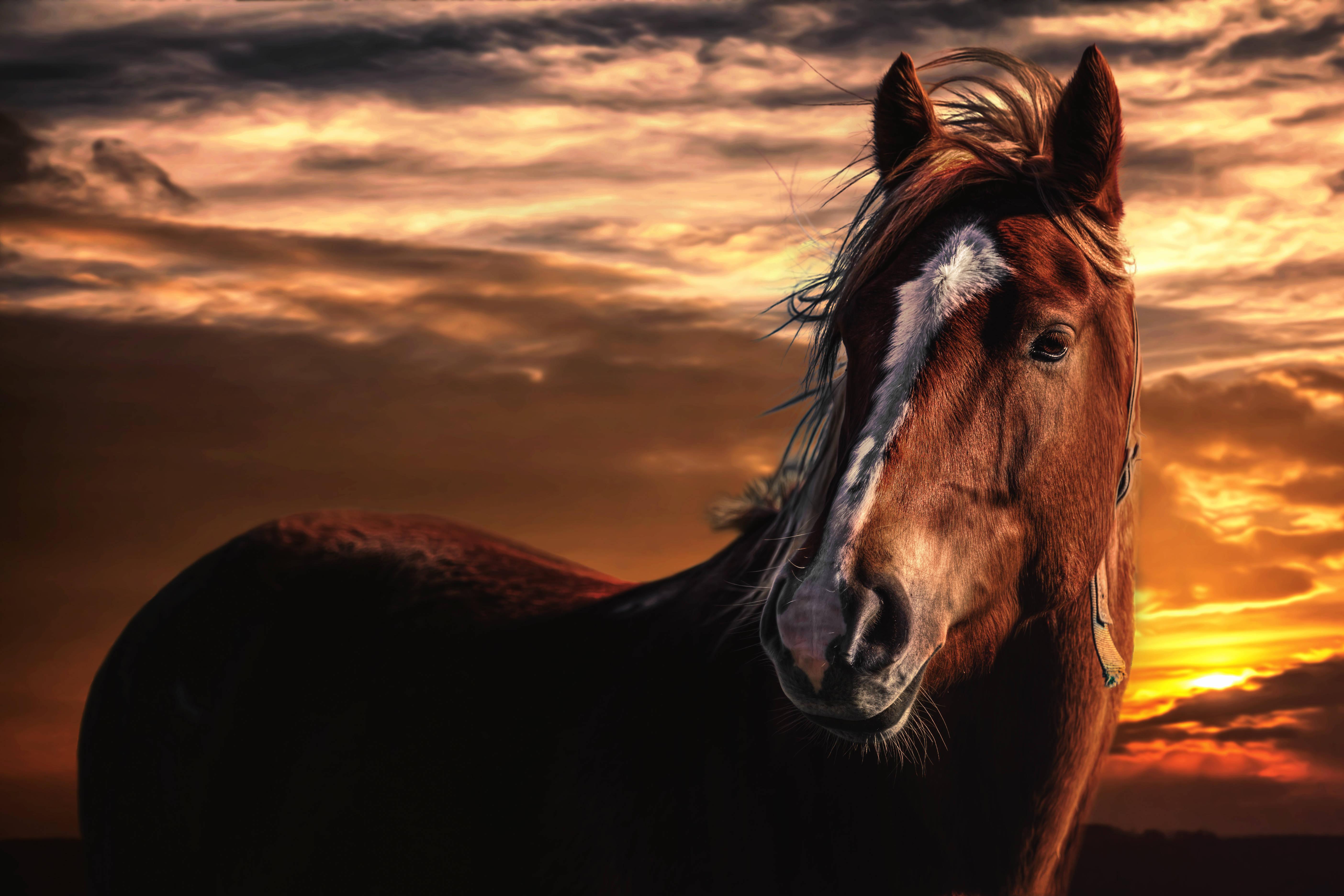 Animal Horse Sunset HD Wallpaper Background Image