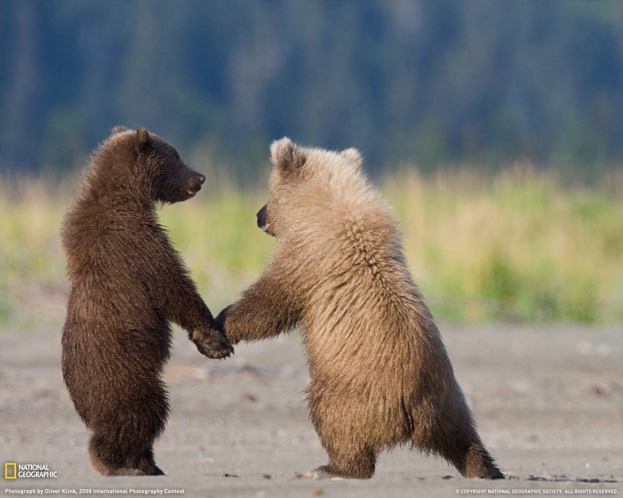 Grizzly Bears Wallpaper Pictures For Desktop
