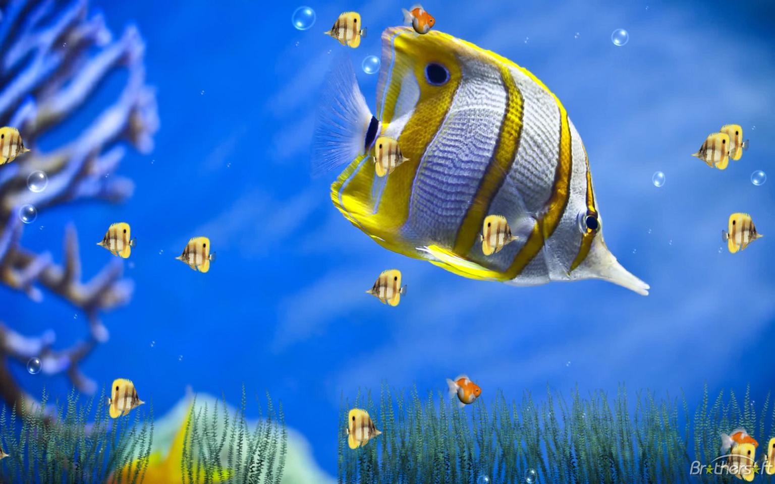 Wallpaper Marine Life Aquarium Animated