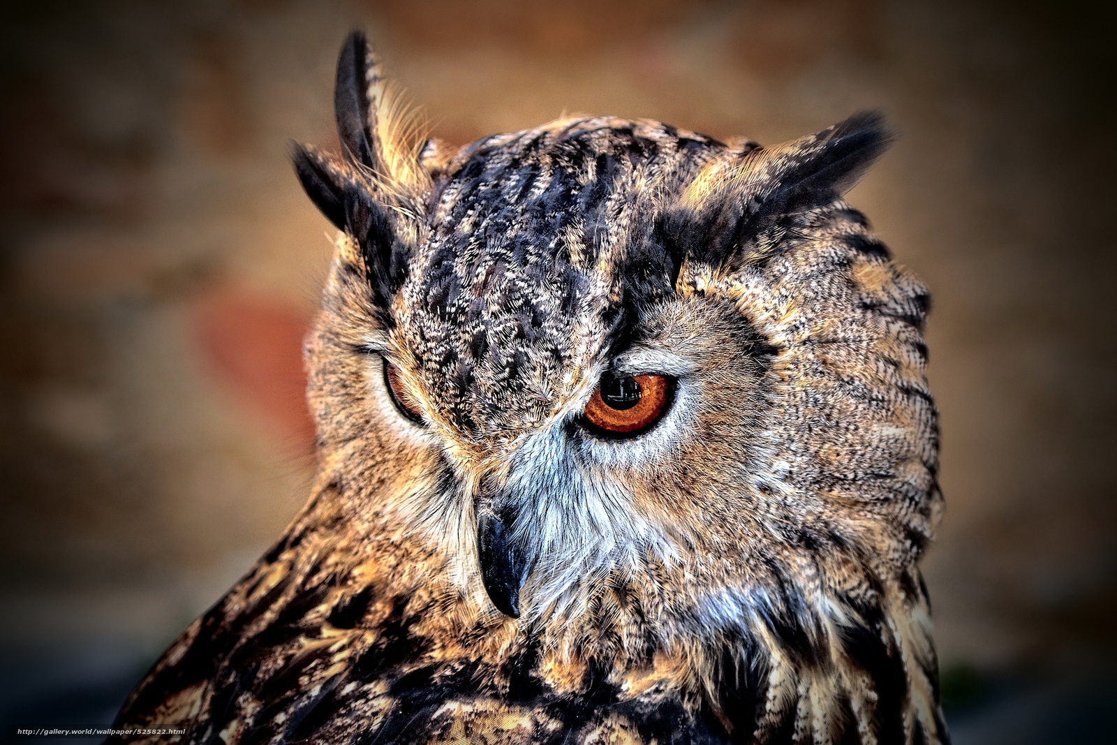 Wallpaper Spotted Owl Bubo Africanus Desktop