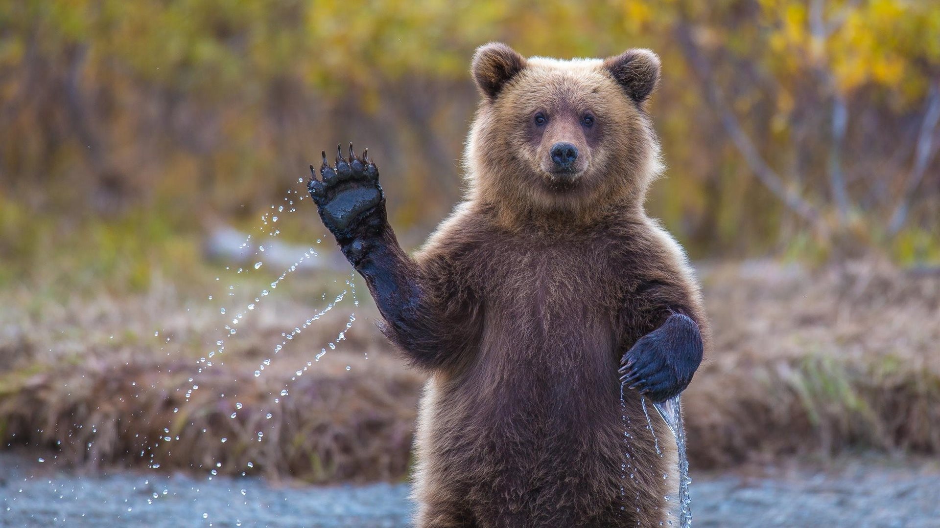 Similar Design Desktop Grizzly Bear Animal Image