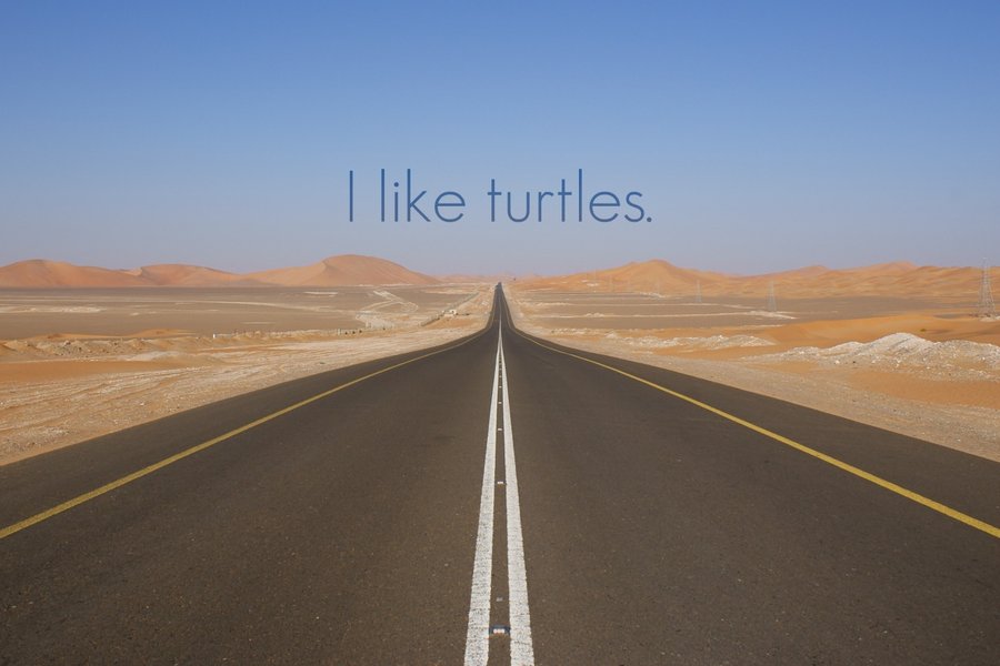 Turtle Wallpaper I Like Turtles By