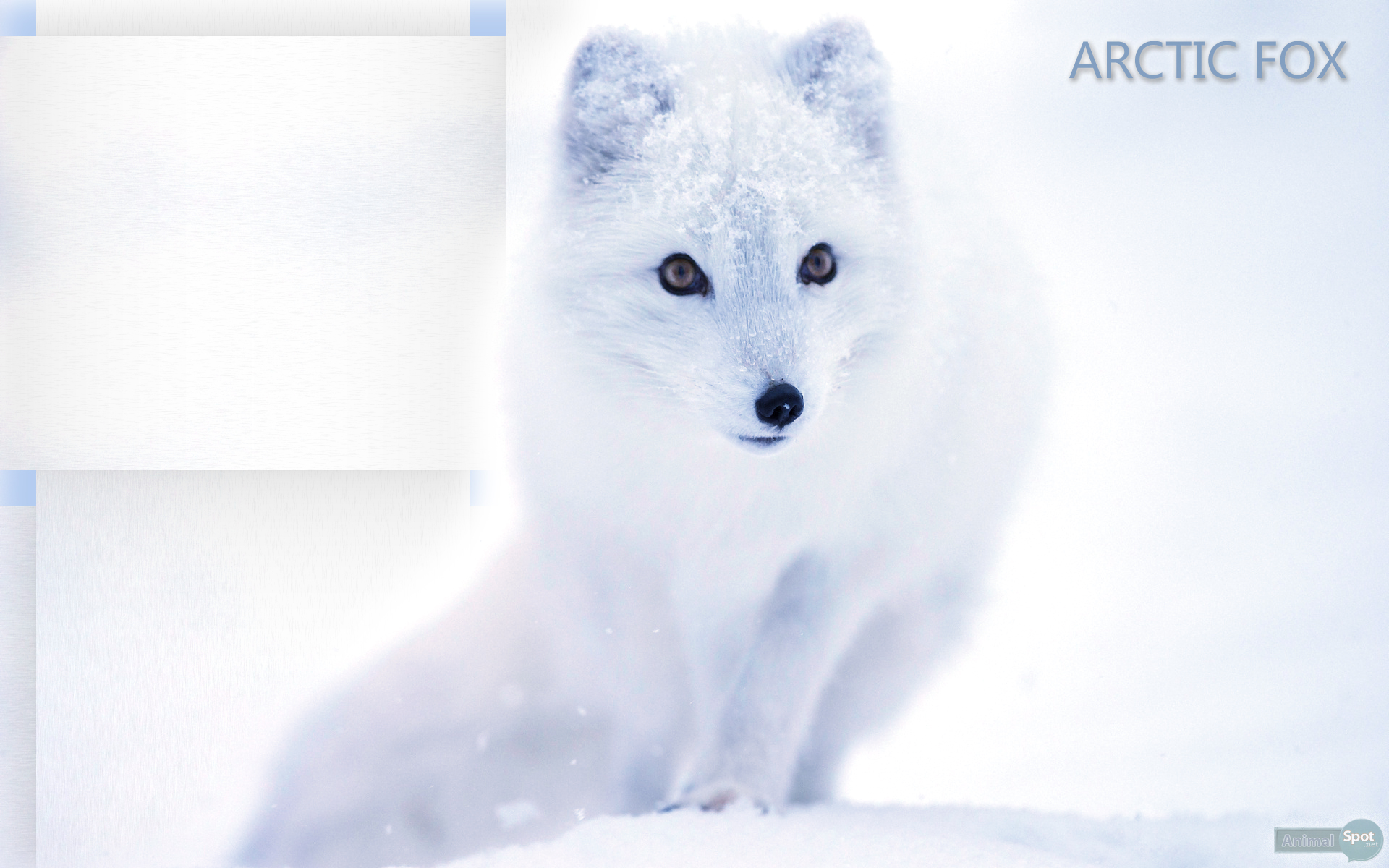 Arctic Fox Wallpaper Baby Fennec