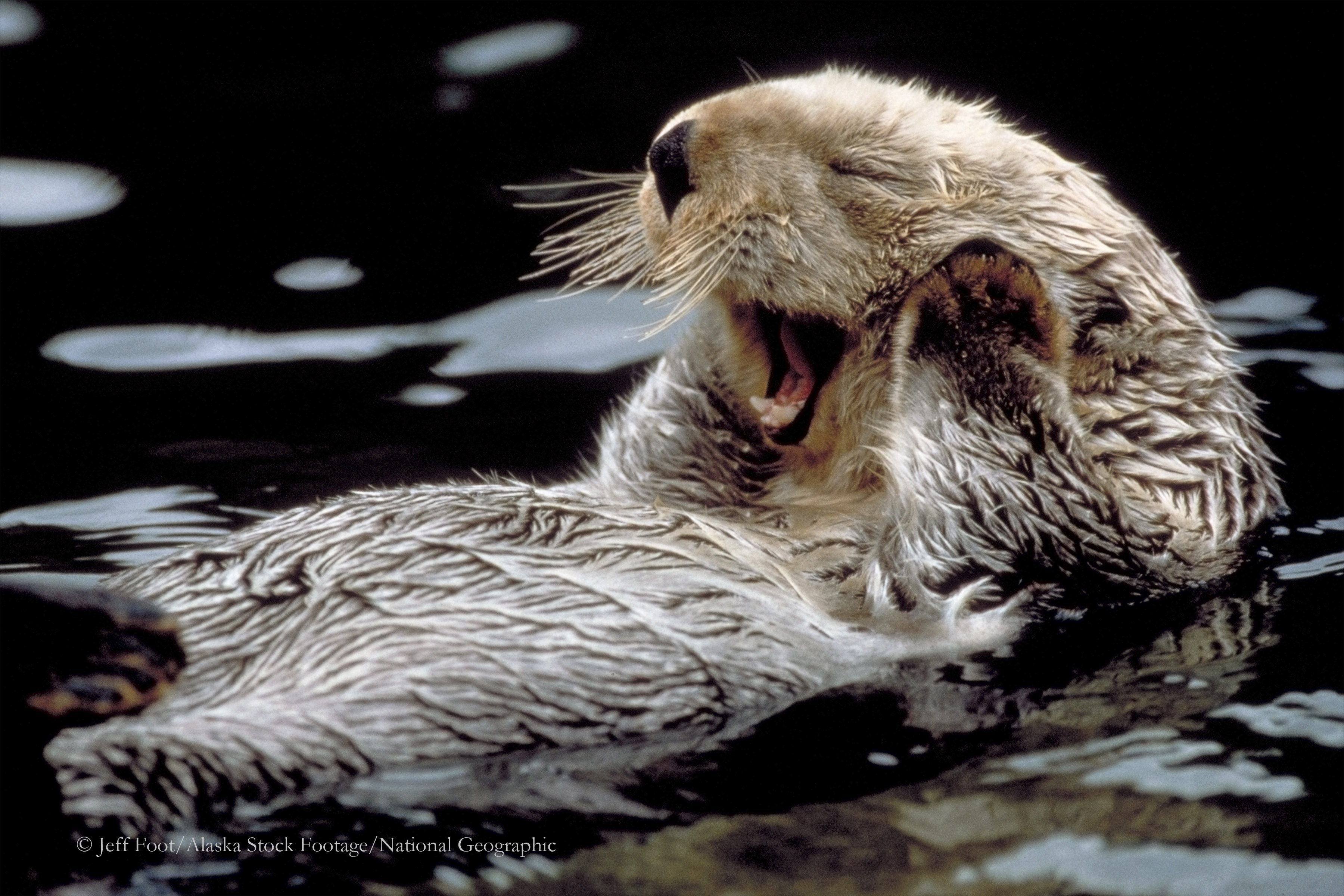 74+] Sea Otter Wallpaper on WallpaperSafari