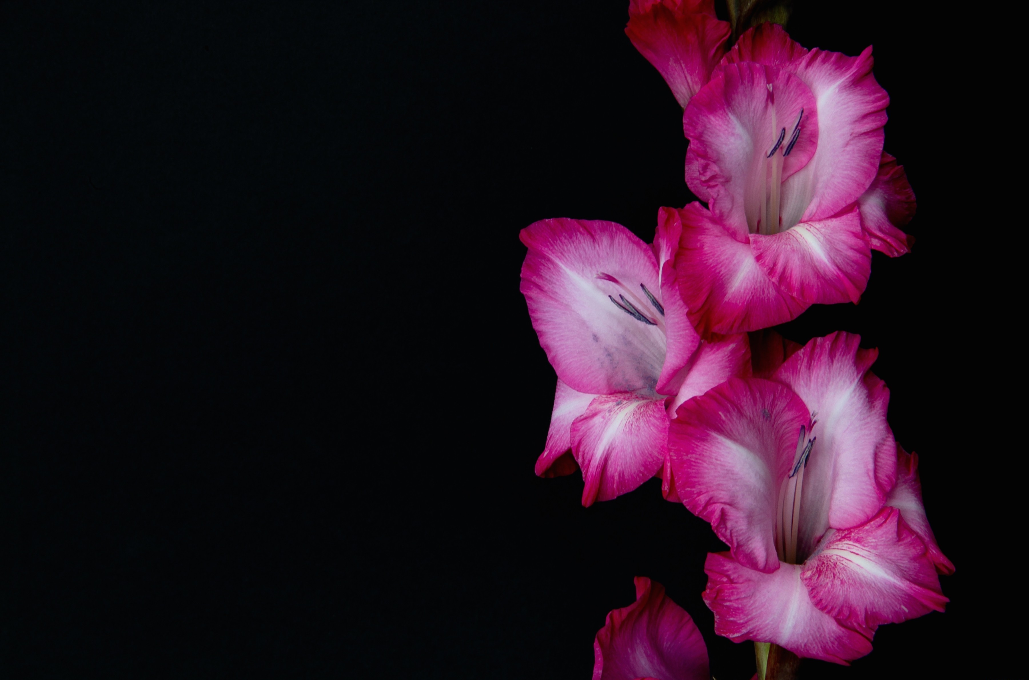 Gladiolus HD Wallpaper By Rick Ligthelm