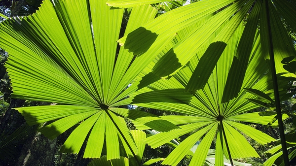 Pin Beach Palm Leaf 1920x1200 600x337
