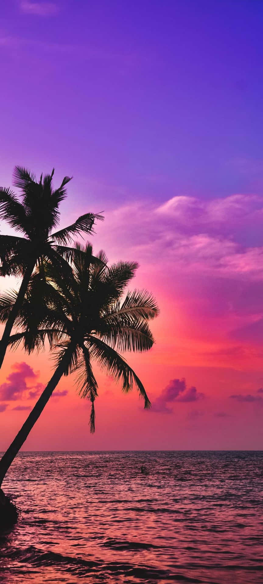 Palm Tree Beach Wallpaper