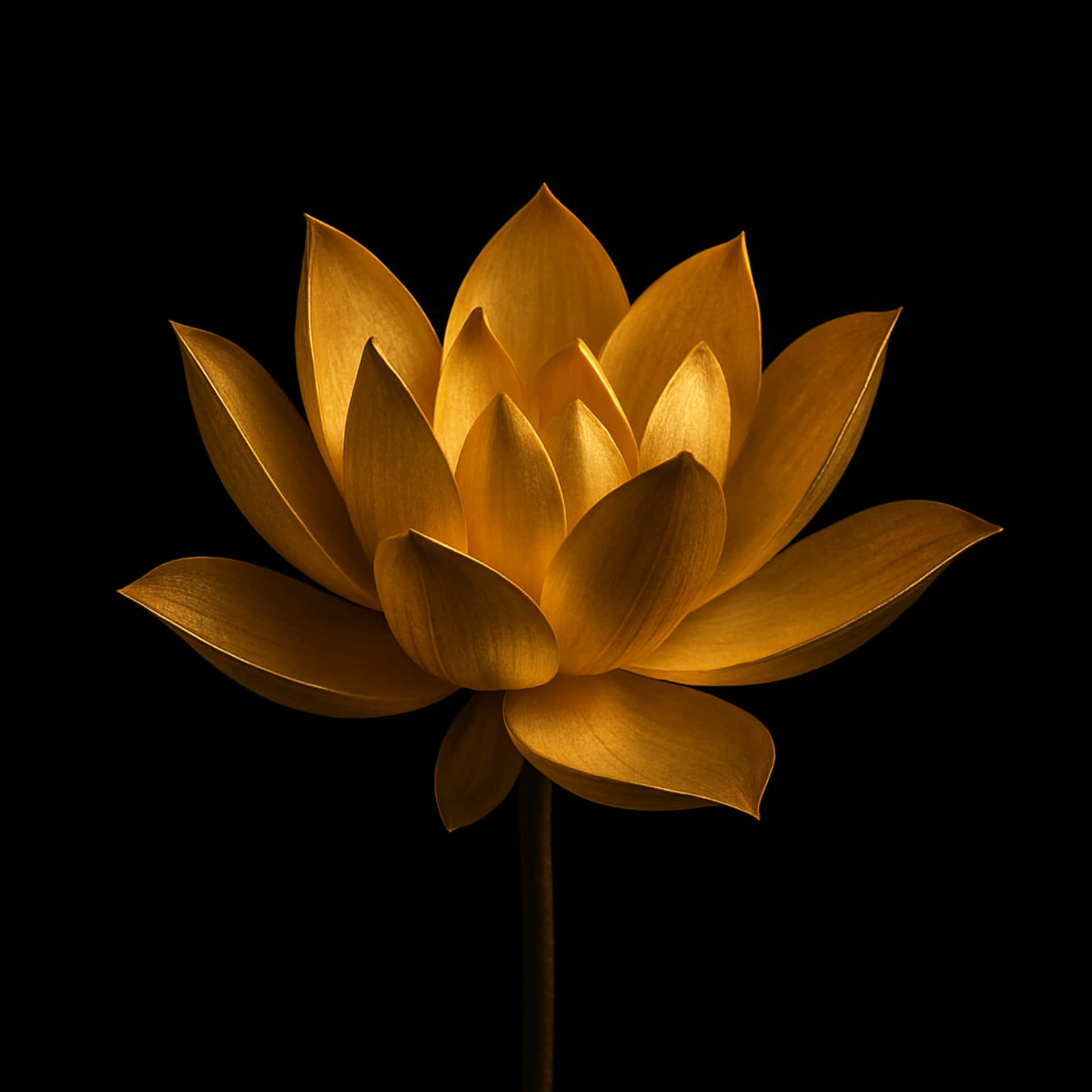 Lotus Flower U9vgjt6040uusray Wallpaper