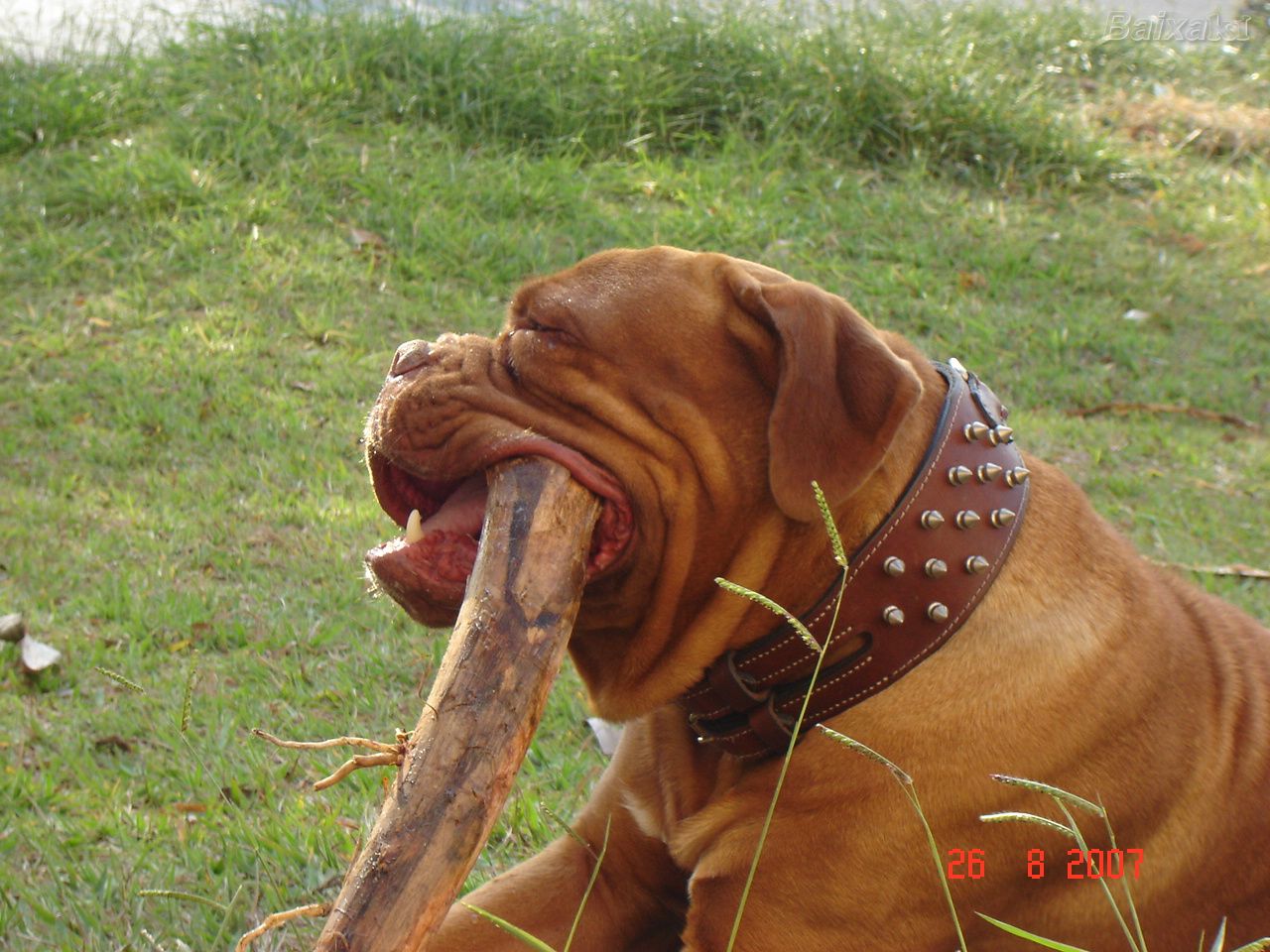De Bordeaux Dog With A Stick Photo And Wallpaper Beautiful Dogue