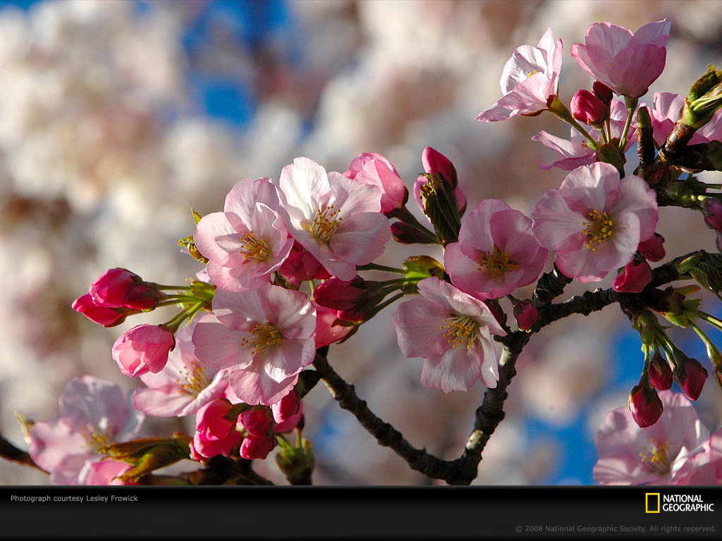 Cherry Blossoms Photo Tidal Basin Trees Wallpaper