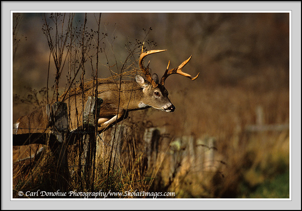 Whitetail Buck Deer Photos