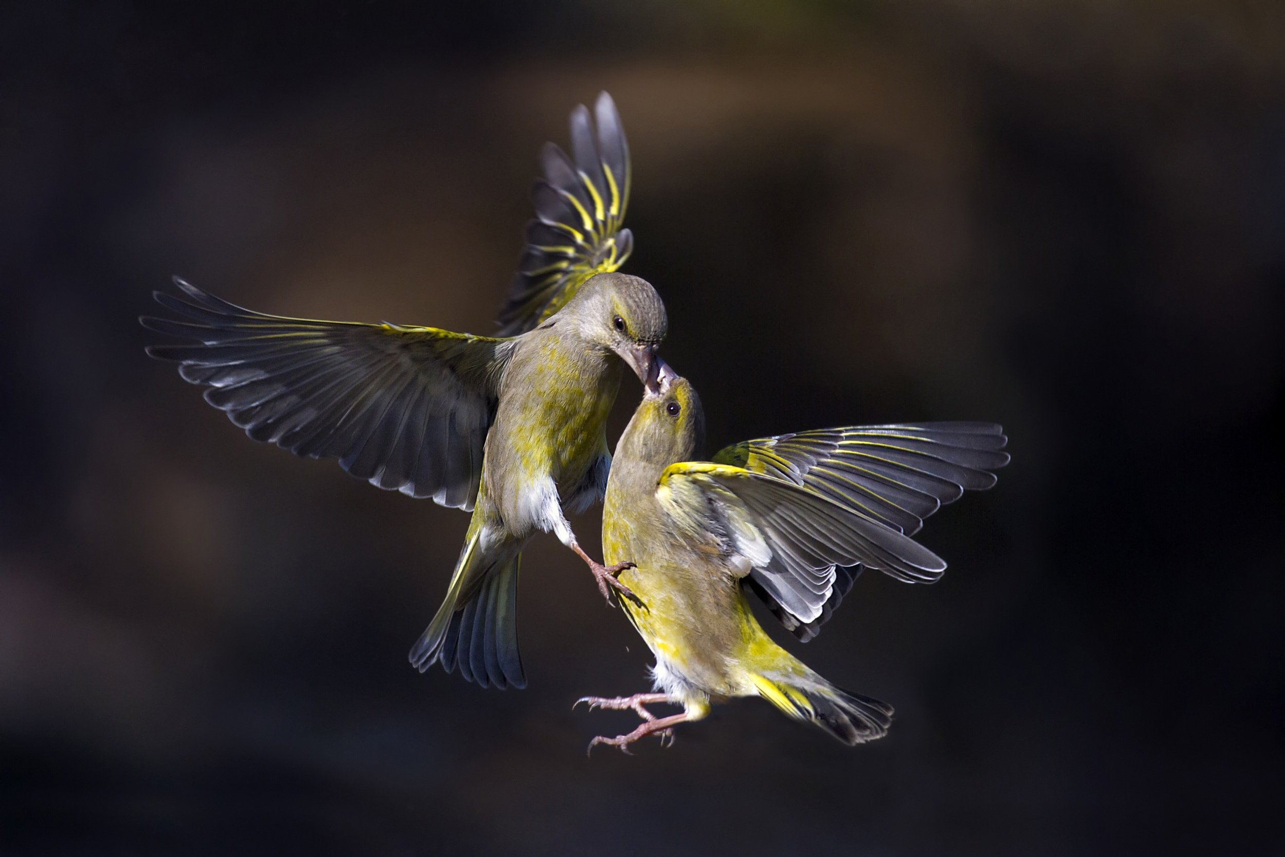 Birds Flying Wallpaper HD