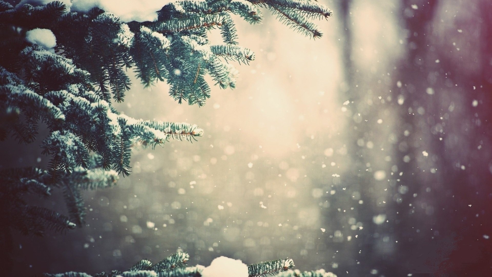 Christmas Tree Branch Snow HD Wallpaper