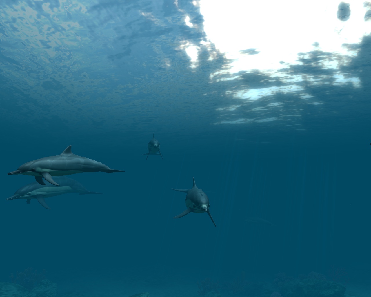 Dolphins 3d Screensaver And Animated Wallpaper Build Pc