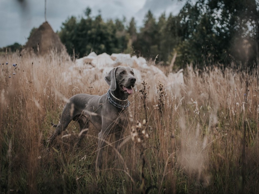 Weimaraner Dog Grass Walk Background Toppng