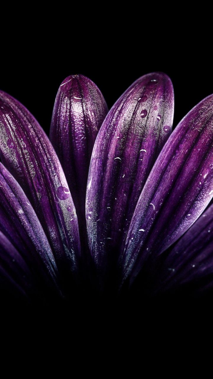 Petals Light Dark Purple Flower Close Up Drops
